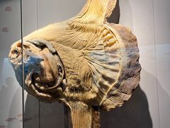-上海自然博物馆
