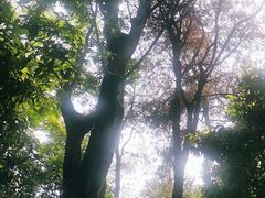 -铁山坪森林公园