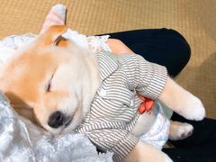 -逗柴咖啡屋·狗咖猫咖宠物桌游
