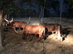 -清迈夜间动物园
