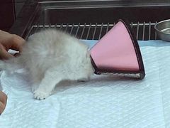 -可蒙动物医院·猫科·骨科中心(首义路店)