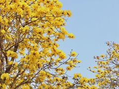 -洲头咀公园