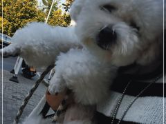 -熊小胖宠物生活馆(天华园店)