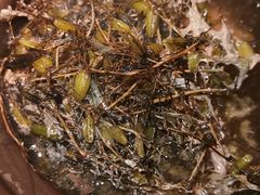 石橄欖-码头见·潮汕菜(领展中心城店)