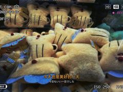 -娃娃集合营(上海奉贤龙湖天街店)