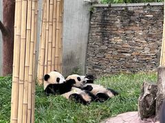-卧龙中华大熊猫苑神树坪基地