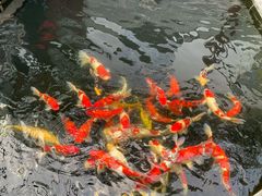 -华庭苑农家乐(旺山店)