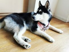 -Husky Go! 哈士奇体验馆·宠物咖啡厅狗咖