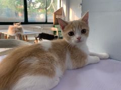 -喵的天空名猫咖啡馆·撸猫·猫舍·用品