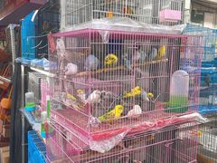 -溪岸路花鸟市场