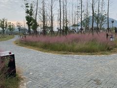 -田园东方蜜桃村的田野营地
