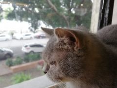 -more than meow吴止猫主题餐厅(承德 中船汇店)