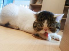 -瞄一喵猫咖(格力海岸店)