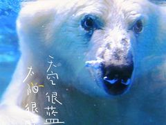 -海合安成都极地海洋公园