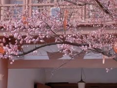 -西安青龙寺遗址景区