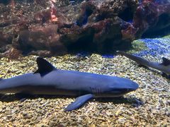 -海合安武汉极地海洋公园