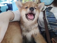 -柴犬高等学院·狗咖·柴犬售卖·宠物训练