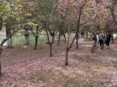 -石家庄市植物园