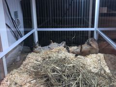 -酷以爬仙阁实体爬宠店·守宫·蜥蜴·专业繁育