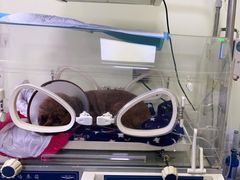 -瑞鹏宠物医院·爱宠堂(环西分院)