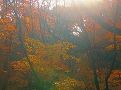 -杭州半山国家森林公园