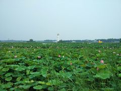 -白洋淀景区