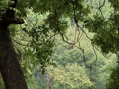 -东莞植物园
