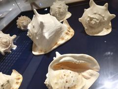 -青岛贝壳博物馆