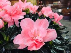 -象山村腊排骨(丽江总店)