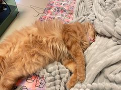 -美联众合宠物医院·爱萌分院·内外科·猫科中心