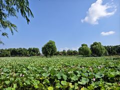 -洪湖生态旅游区