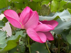 -陈家山荷花公园