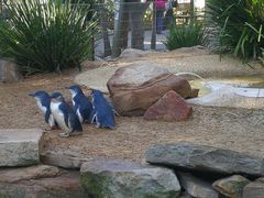 -费瑟代尔野生动物园