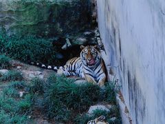 -西霞口神雕山野生动物世界