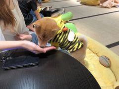 -逗柴咖啡屋·狗咖猫咖宠物桌游