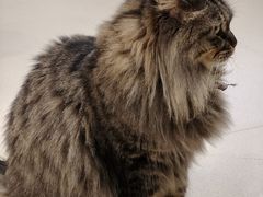 -藏猫猫咖啡主题馆(中央大道店)