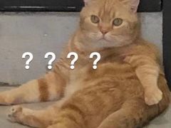 -猫儿山۰猫主题餐厅