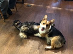 -萌喵咖啡屋(人民东路4号口M16商铺店)