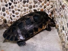 -上海大自然野生昆虫馆(东方明珠·爬宠昆虫探索中心)
