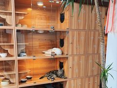 -喵百万·布偶·蓝金金渐层英短·猫舍(百子湾店)
