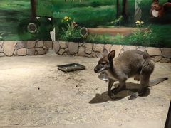 -绿色星球动物主题公园