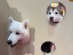 -和它·交个朋友·狗咖猫咖(爱琴海店)