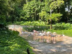 -深圳野生动物园