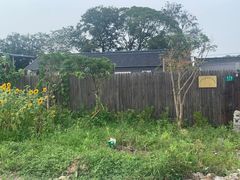 -南汇新场正宗水蜜桃采摘