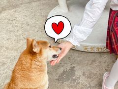 -柴犬高等学院·狗咖·柴犬售卖·宠物训练