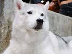 -TrueLove @ Neverland (Husky Cafe)