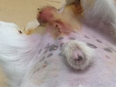 -瑞派·关忠动物医院·猫专科·犬专科(三环新城店)