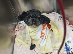 -奈斯宠物医院·核磁CT·异宠专科·内镜(中南店)