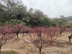 -南国桃园旅游度假区