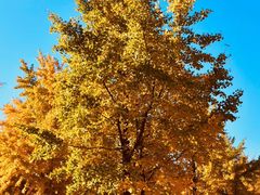 -朝阳公园游乐园